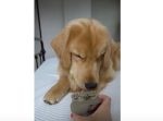 「何だこりゃ！？」　電動の頭皮マッサージ機を前にしたワンちゃんの反応は？