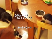 カワウソたちの晩餐に鳥も仲間に加わった。鳥にごはんをふるまっていたカワウソだが、すっとこどっこいこうなった。