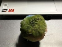 飼い主が仕事をするのが嫌すぎる！　パソコン前で草団子化した「拗ねインコ」がオモシロ愛しい