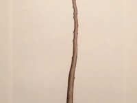 東日本大震災の津波に耐えた「奇跡の一本松」　植物画家が受け取った「木からのメッセージ」とは