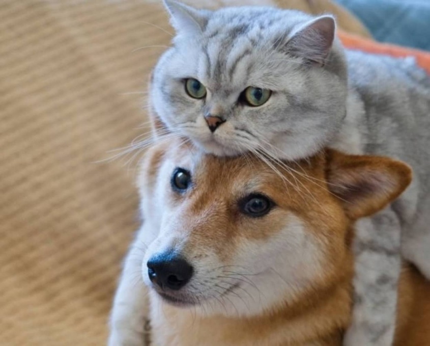 コロナ禍で外遊びができず悲しげな柴犬のために猫を迎え入れたところ、唯一無二の親友に