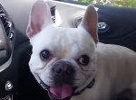 【大喜び】「ドッグパークに行く」と聞いた瞬間ハイテンションになる犬