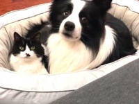 「親近感マックスだニャ/ワン！」犬と猫のそっくりさんが仲良し過ぎてプライスレス