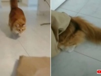 そこに袋があったからニャ！無心に一心に紙袋にダイブし続ける猫たちの映像をお楽しみください