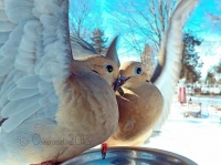 庭に訪れた美しい野鳥たちを撮影した写真家のインスタグラム（アメリカ）