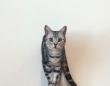 爪とぎの〝使い方〟間違えすぎてる猫に5.3万人破顔　「ある意味天才」「さすが猫」