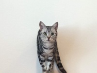 爪とぎの〝使い方〟間違えすぎてる猫に5.3万人破顔　「ある意味天才」「さすが猫」