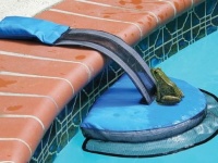 プールで溺れる小動物たちを救え！ カエルやトカゲの脱出用ボート「フロッグ・ログ」は小さいけど大きな発明（爬虫類出演中）