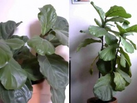 観葉植物もちゃんと育ってる！ゆっくりだけど着実に成長するイチジクを毎日撮影、3年間を1分にまとめたタイムラプス