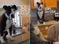 自分を完全に猫だと思っている犬。高いところにのぼりがち