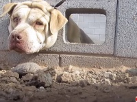 犬、詰まる。ブロック塀の穴に突っ込んだ頭が抜けなくなった犬の救出大作戦