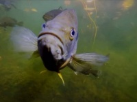 魚もなつくし覚えてる！湖の魚と絆を結んだ女性、9年目の夏の再会を祝う