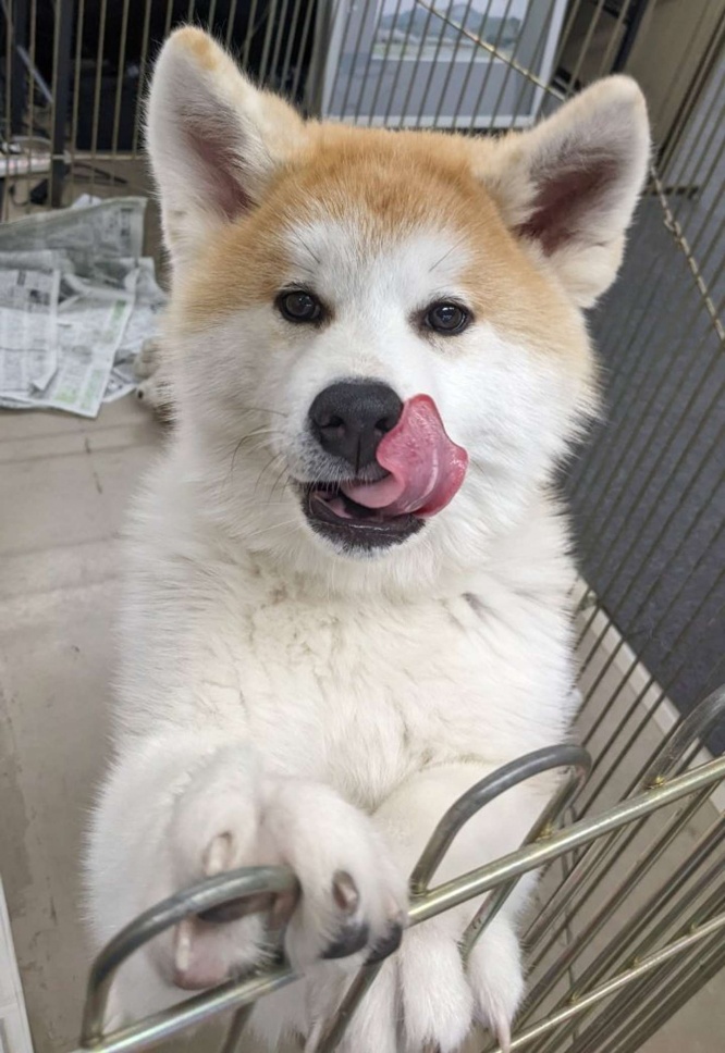 同じ犬の別の写真(秋田犬保存会のツイッターアカウント@akitainuhoのツイートより)