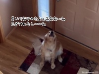 誰もいねぇ、玄関で悲しみの声をあげる犬だが、家族がいることを知ったときの反応が面白い