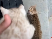 「ママ！ママ！」と呼ぶ子猫の鳴き声に、通りの向こうから全力疾走で戻ってきた母猫