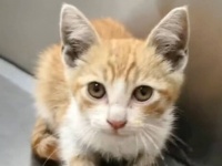 暑さ参った野良子猫「おうちの中に入れてちょうだい！」とやって来て、いつしか家族の一員になる