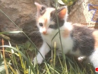 おうちのなかで猫たちと過ごそう！愉快なにゃんこズがあれこれやらかす楽しい動画総集編