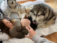 愛犬「赤ちゃんがいるから触っちゃダメ！」ママのお腹に触るのを全力で阻止するマラミュート+彼らの友人ハスキーの訃報