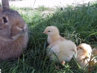 うさぎとヒヨコが仲良く木陰でくつろぎ、猫たちも登場するファンタジーな光景
