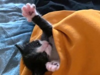 森の中で子猫の鳴き声がする？雨の中で鳴き続けた捨て子猫、無事に安住の地を見つける