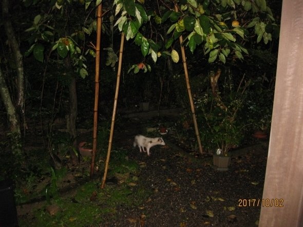 庭に現れた「白いタヌキ」（以下、永松逸生さん提供）
