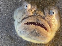 SFじゃなくてホラーかな「星を見つめるもの」の名を持つ魚がシンガポールで激写されていた