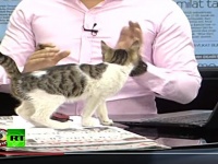とあるにゃんこのビデオボム。ニュース番組の生放映中に乱入してきた猫