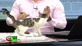 とあるにゃんこのビデオボム。ニュース番組の生放映中に乱入してきた猫