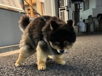 飼い主「うまく説得できればよかったんですけど...」　もふもふポメラニアンがカッチカチに石像化した理由とは