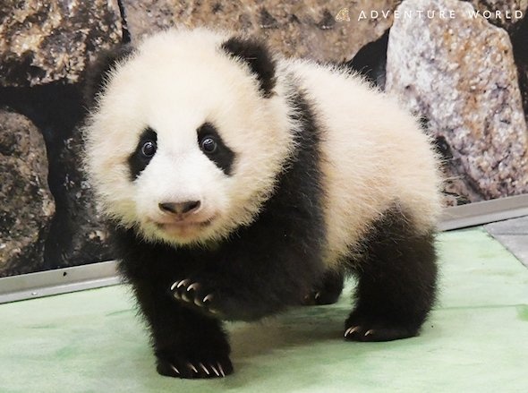 パンダの赤ちゃん「楓浜（ふうひん）」（画像提供：アドベンチャーワールド）