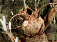 アリに寄生しゾンビ化させる新種の昆虫寄生菌が発見される（ブラジル）