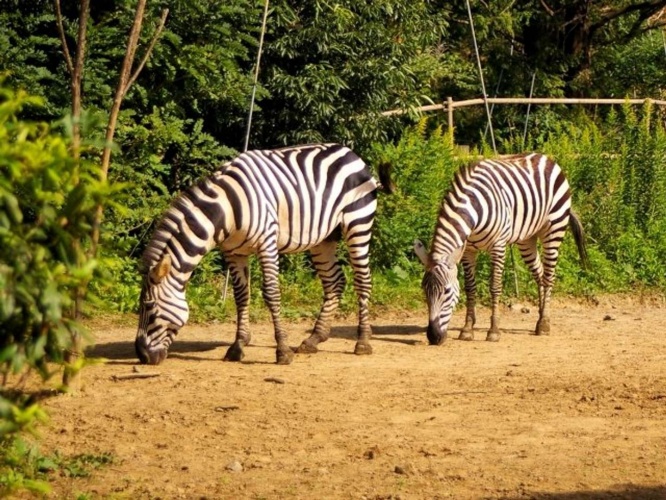 画像はイメージ