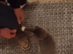 飼い主さんが玄関で靴を履く時に“ある事”をしにやって来る２匹の子猫達が可愛い！
