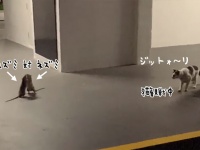 ネズミ同士が二足立ちで格闘。それを陰から見つめていたのは猫！とかいう奇跡の光景