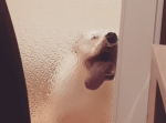 ガラスの向こう側で衝撃的すぎる表情になってしまった犬が目撃される！