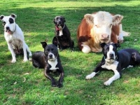 仲間外れになった小さな牛だが、犬が仲間に入れてくれて孤独からの脱出