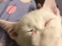 かわいくて、ちょっぴり切ない。親指ちゅうちゅうがかわいい白猫