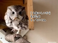 フクロウが飼育員さんに心温まるプレゼント。大好物の幼虫を食べなよと差し出す（昆虫出演中）