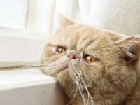 猫だって下僕を待っている。飼い主の帰りを待つ猫たちの画像集