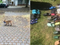 キツネの靴フェチ。野生のキツネが地域住民の靴やサンダル100足以上を盗む（ドイツ）