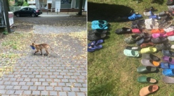 キツネの靴フェチ。野生のキツネが地域住民の靴やサンダル100足以上を盗む（ドイツ）