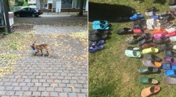 キツネの靴フェチ。野生のキツネが地域住民の靴やサンダル100足以上を盗む（ドイツ）