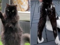 「うちの子可愛い！ふたりとも可愛い！」2匹の猫ズとなごなごし放題？な、ベランダでの日常的風景