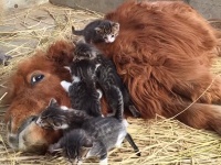 5匹の子猫に愛されるポニーとそれを見守るカピバラ