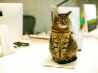 乱入するニャン！　「オンライン会議で起こった失敗」TOP3