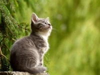 歯や目を見てみよう。猫の年齢を見分ける方法と猫の寿命