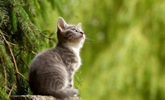 歯や目を見てみよう。猫の年齢を見分ける方法と猫の寿命