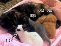 ちゃっかり子猫のふりをして母猫の愛情を受けるウサギの猫化が加速する