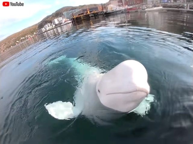 cheekybeluga2_640_640