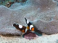 小さなお目目が一斉にウニョウニョ。孵化直前のクマノミの卵（※大量つぶつぶ注意）